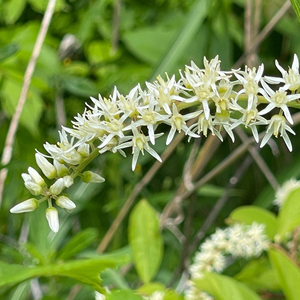 Itea virginica (Virginia Sweetspire)