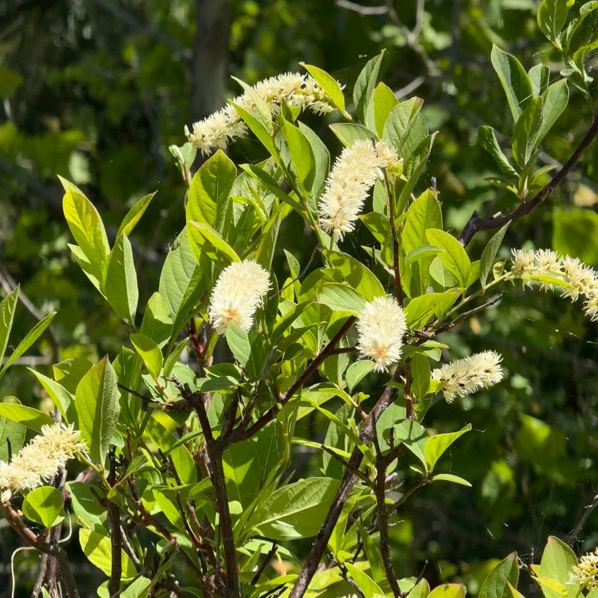 Itea virginica (Virginia Sweetspire)