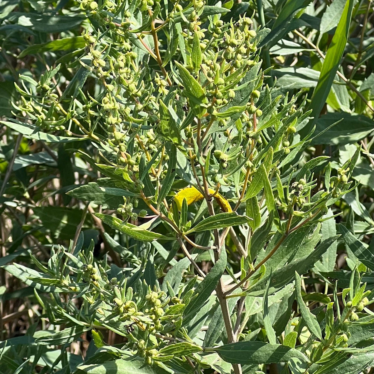 Iva frutescens (High-Tide Bush)