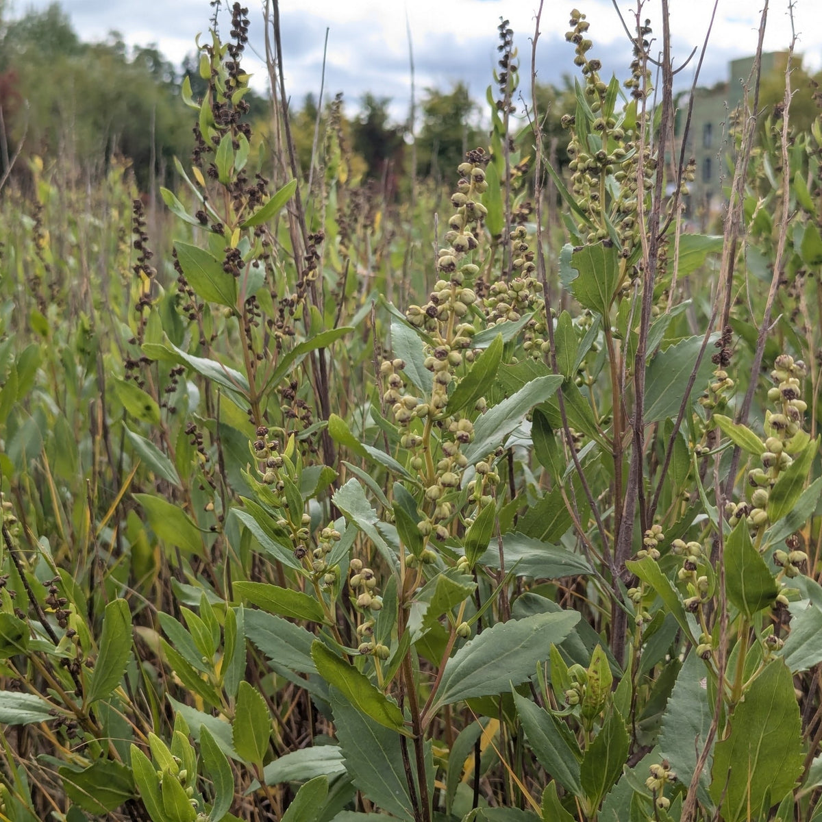 Iva frutescens (High-Tide Bush)