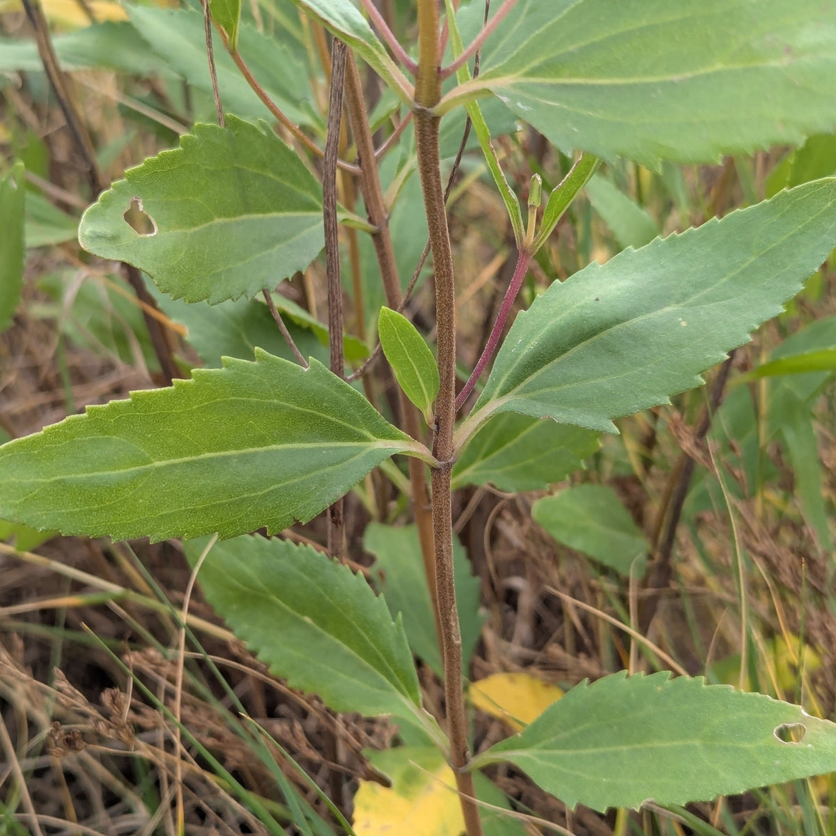 Iva frutescens (High-Tide Bush)