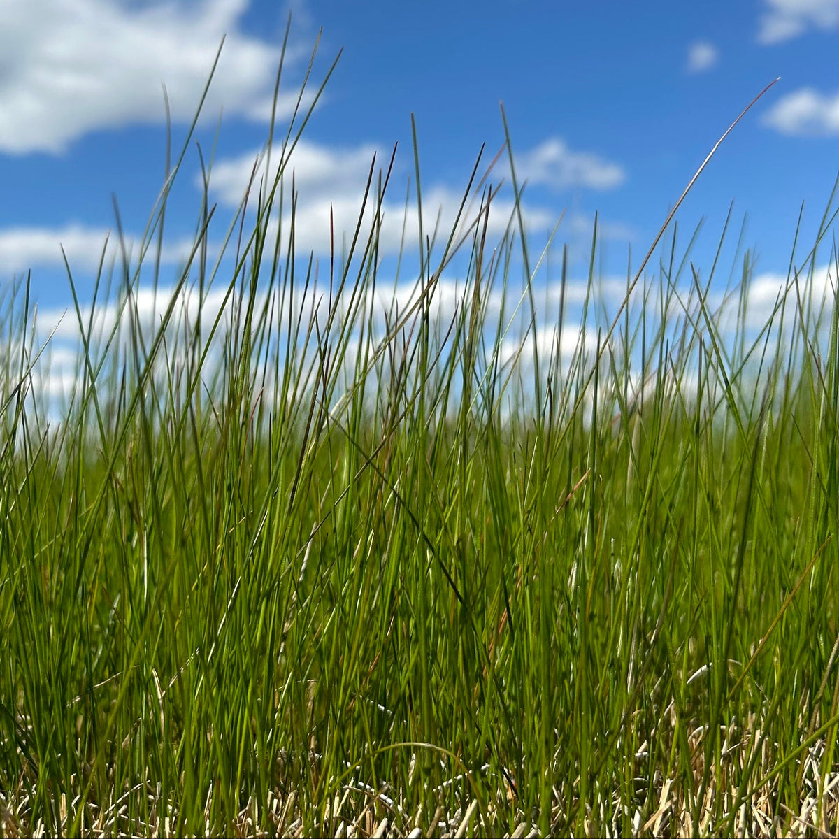 Juncus gerardii (Black Grass)