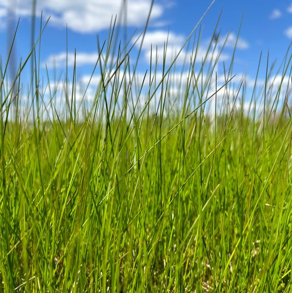 Juncus gerardii (Black Grass)