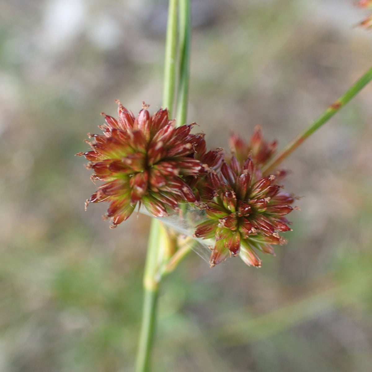 Juncus canadensis (Canada Rush)