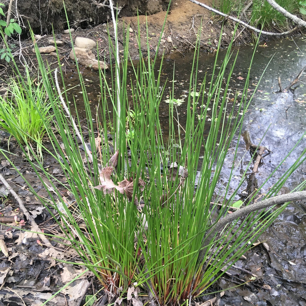 Juncus canadensis (Canada Rush)