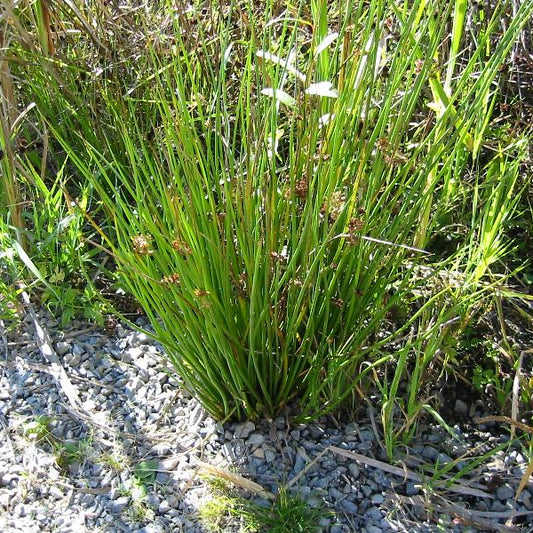 Juncus effusus (Soft Rush)