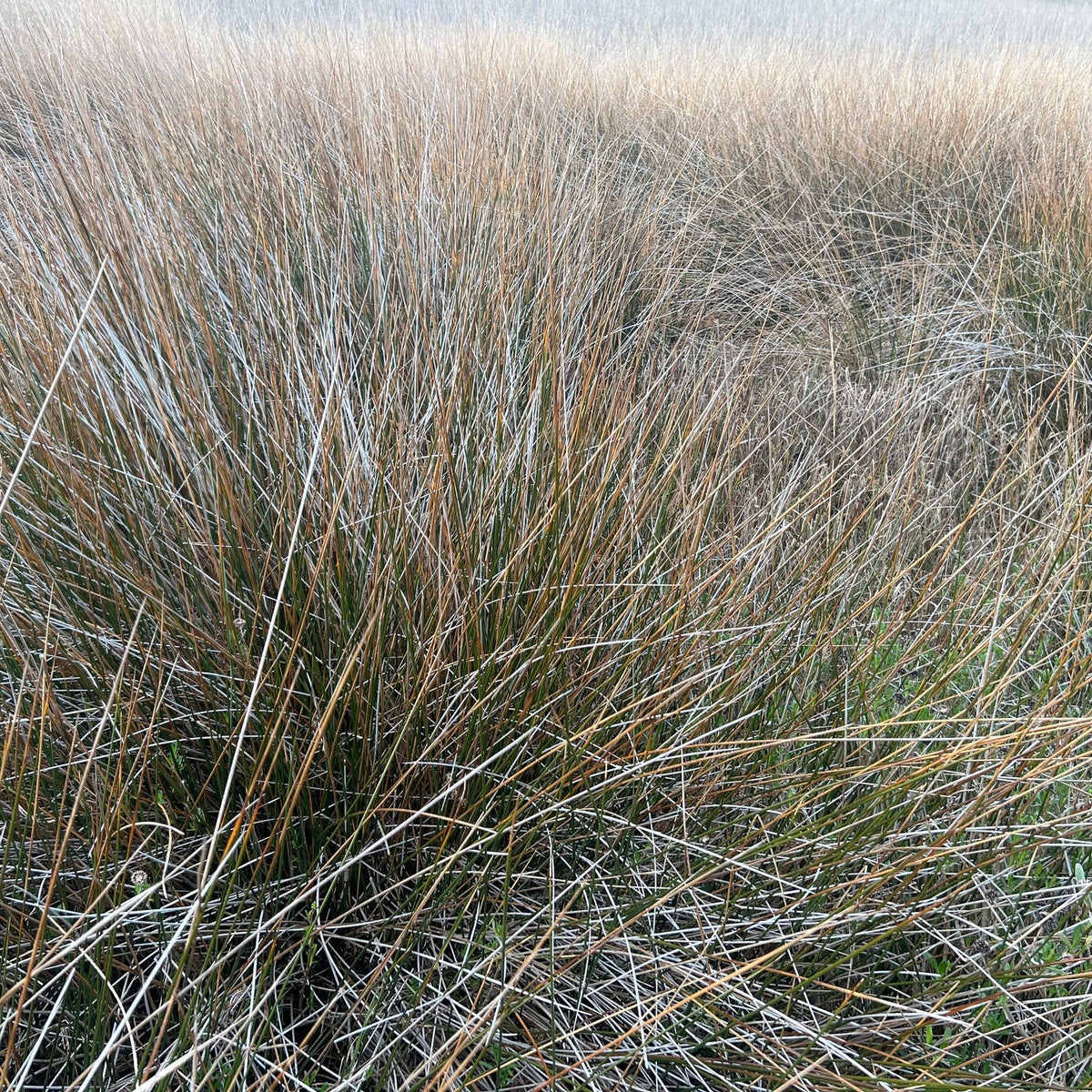 Juncus roemerianus (Needlegrass Rush)