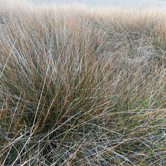 Juncus roemerianus (Needlegrass Rush)