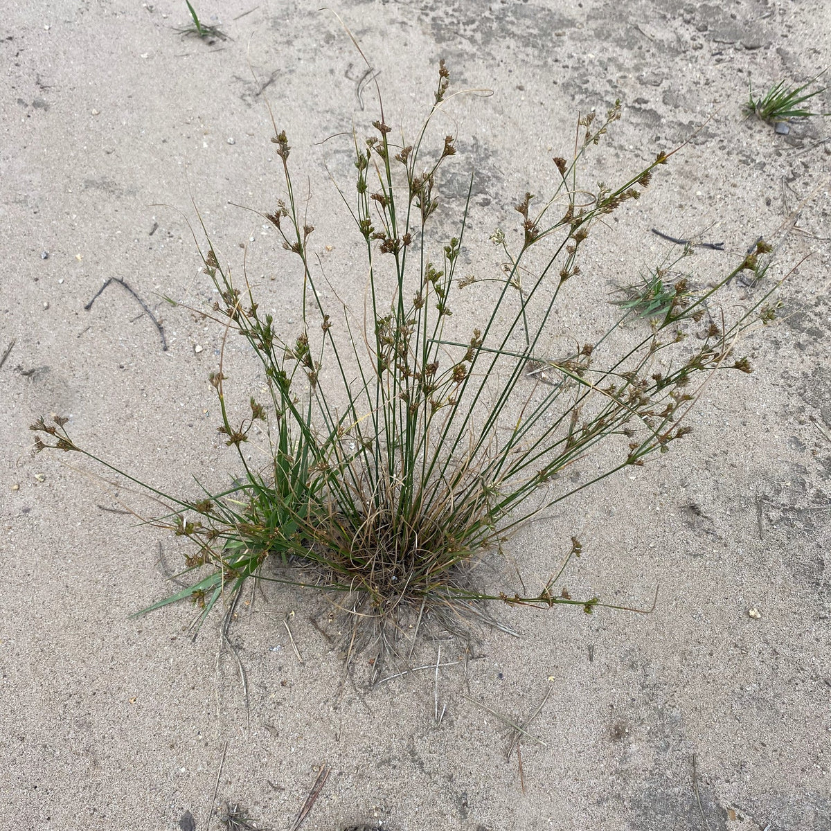 Juncus tenuis (Path Rush)