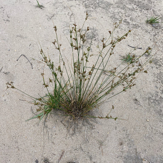 Juncus tenuis (Path Rush)