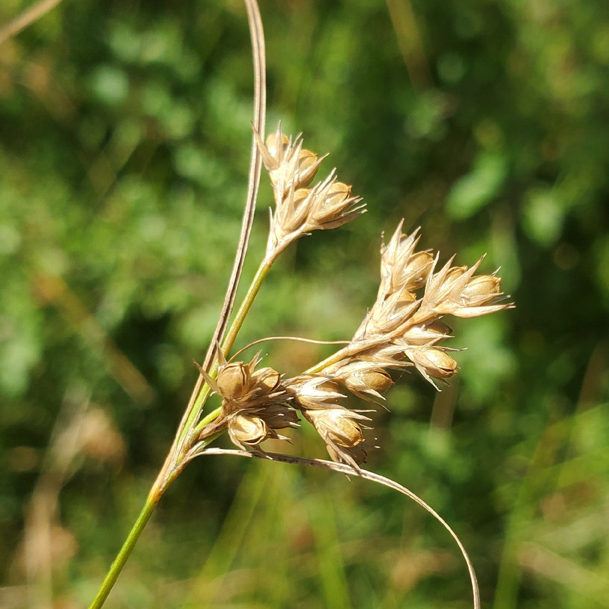 Juncus tenuis (Path Rush)
