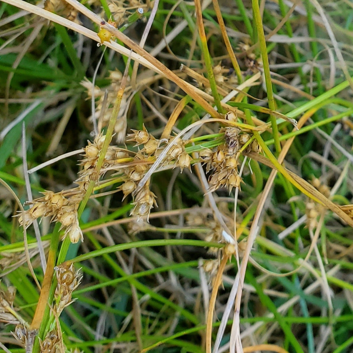Juncus tenuis (Path Rush)