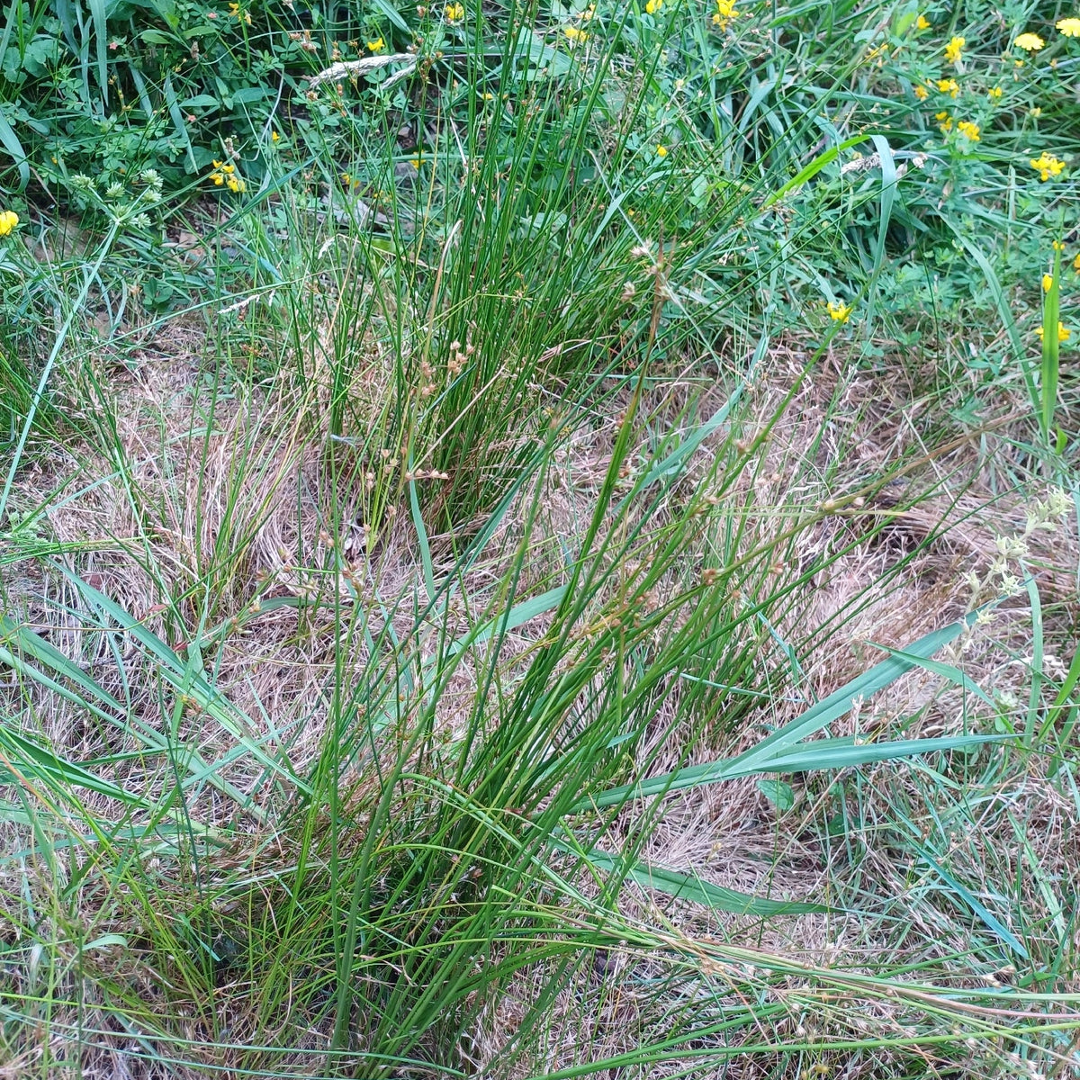 Juncus tenuis (Path Rush)