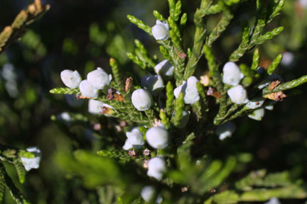 Juniperus virginiana (Eastern Red-Cedar)
