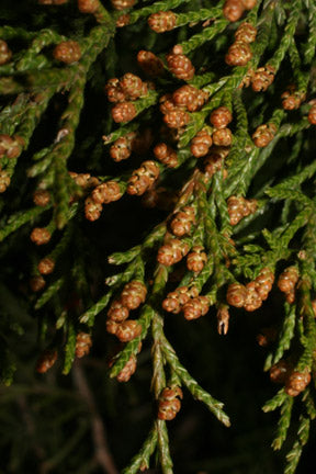 Juniperus virginiana (Eastern Red-Cedar)