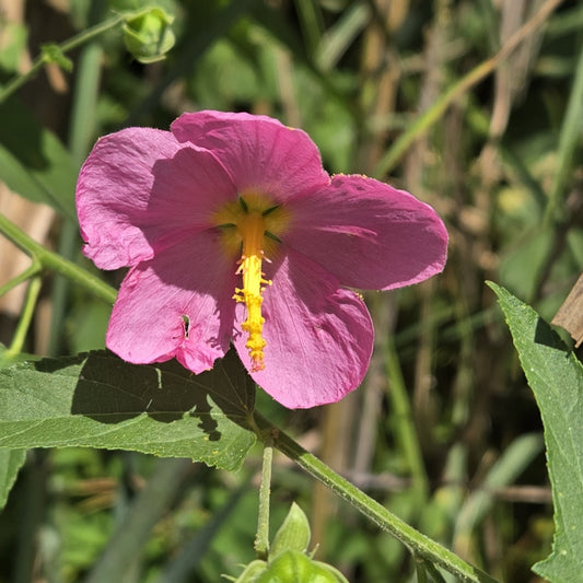 Kosteletzkya virginica (Virginia Saltmarsh Mallow)