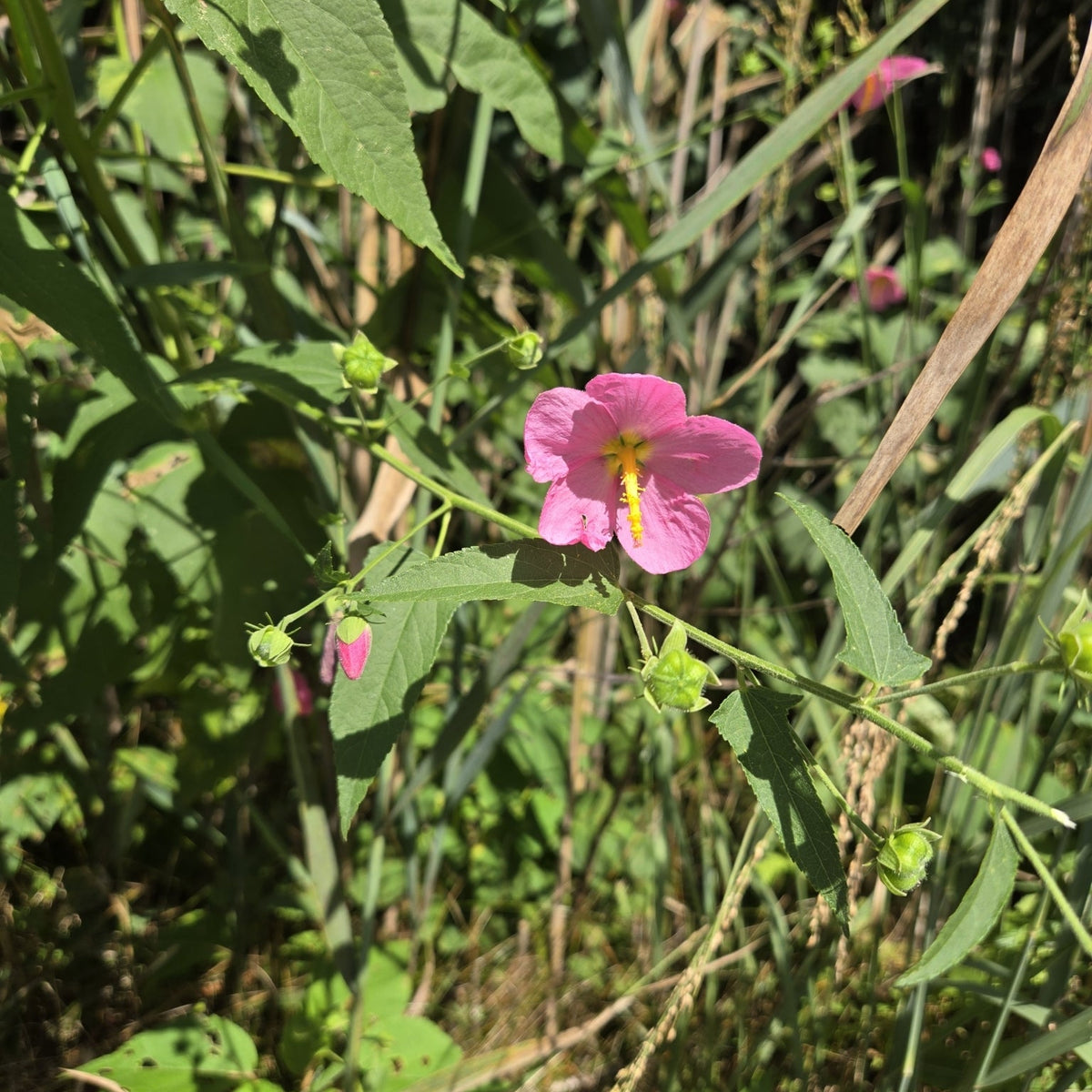 Kosteletzkya virginica (Virginia Saltmarsh Mallow)