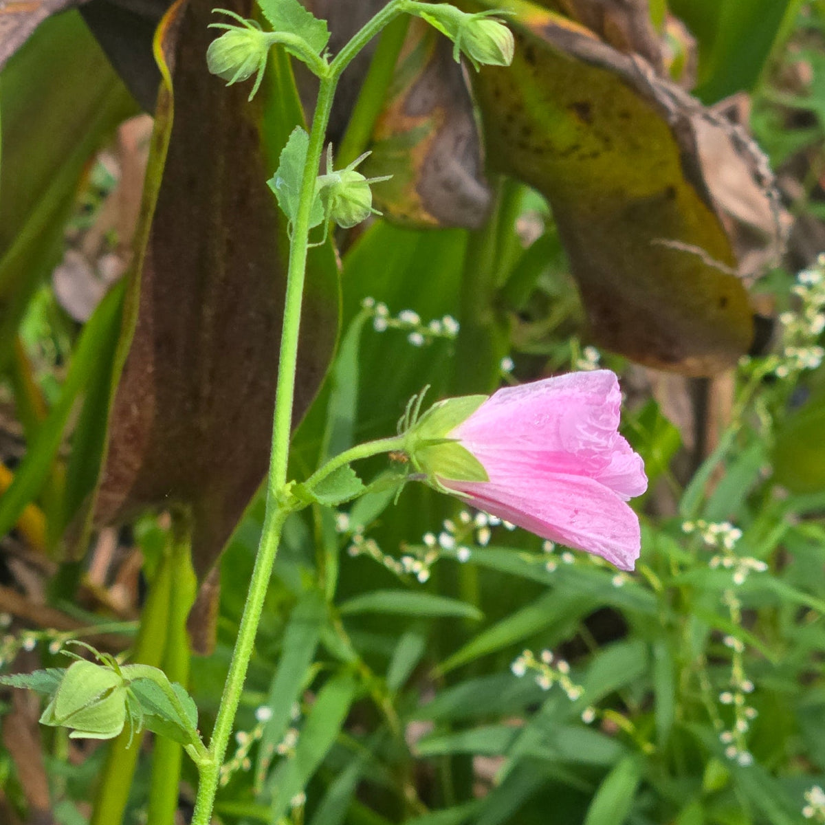 Kosteletzkya virginica (Virginia Saltmarsh Mallow)