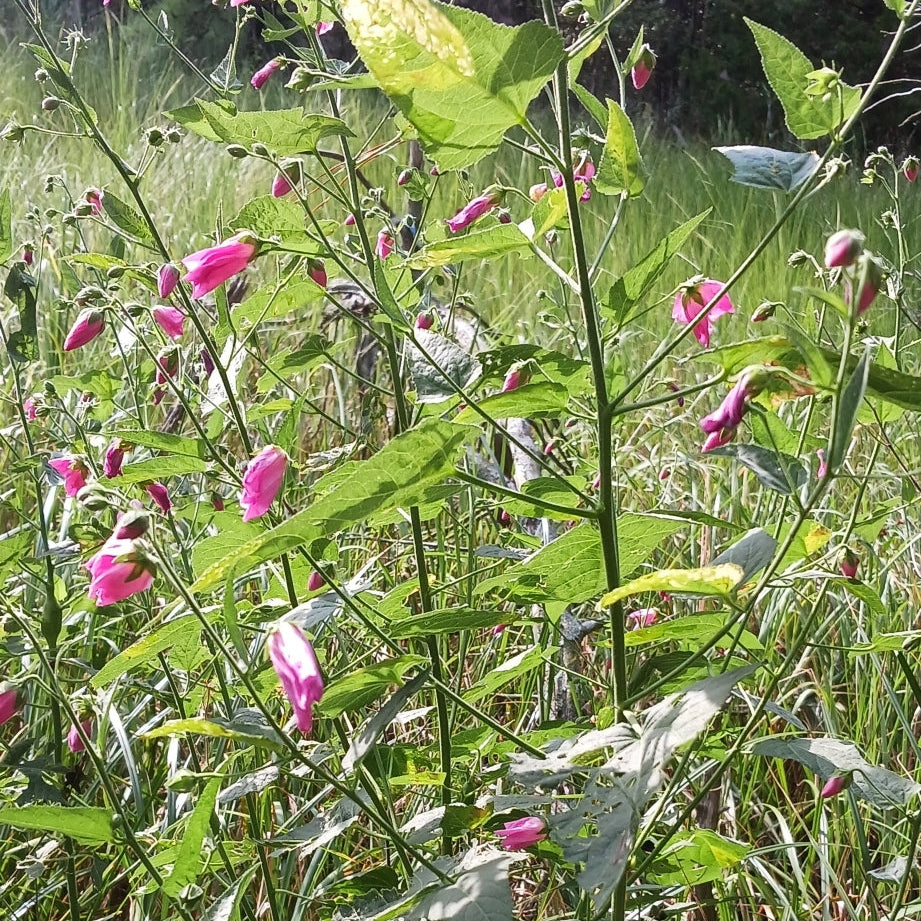 Kosteletzkya virginica (Virginia Saltmarsh Mallow)