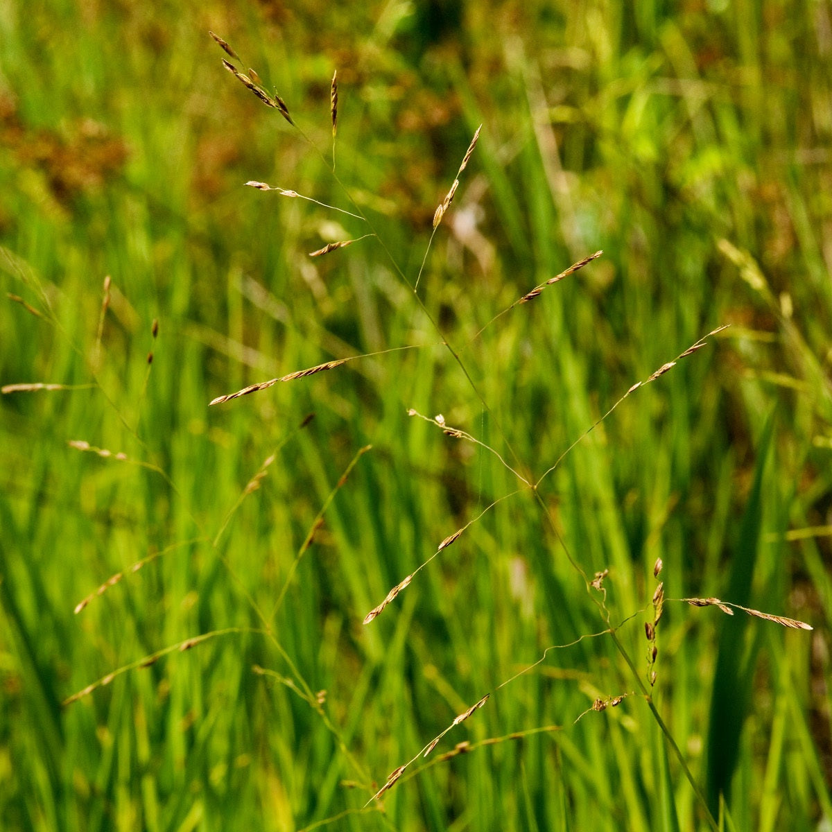 Leersia oryzoides (Rice Cutgrass)
