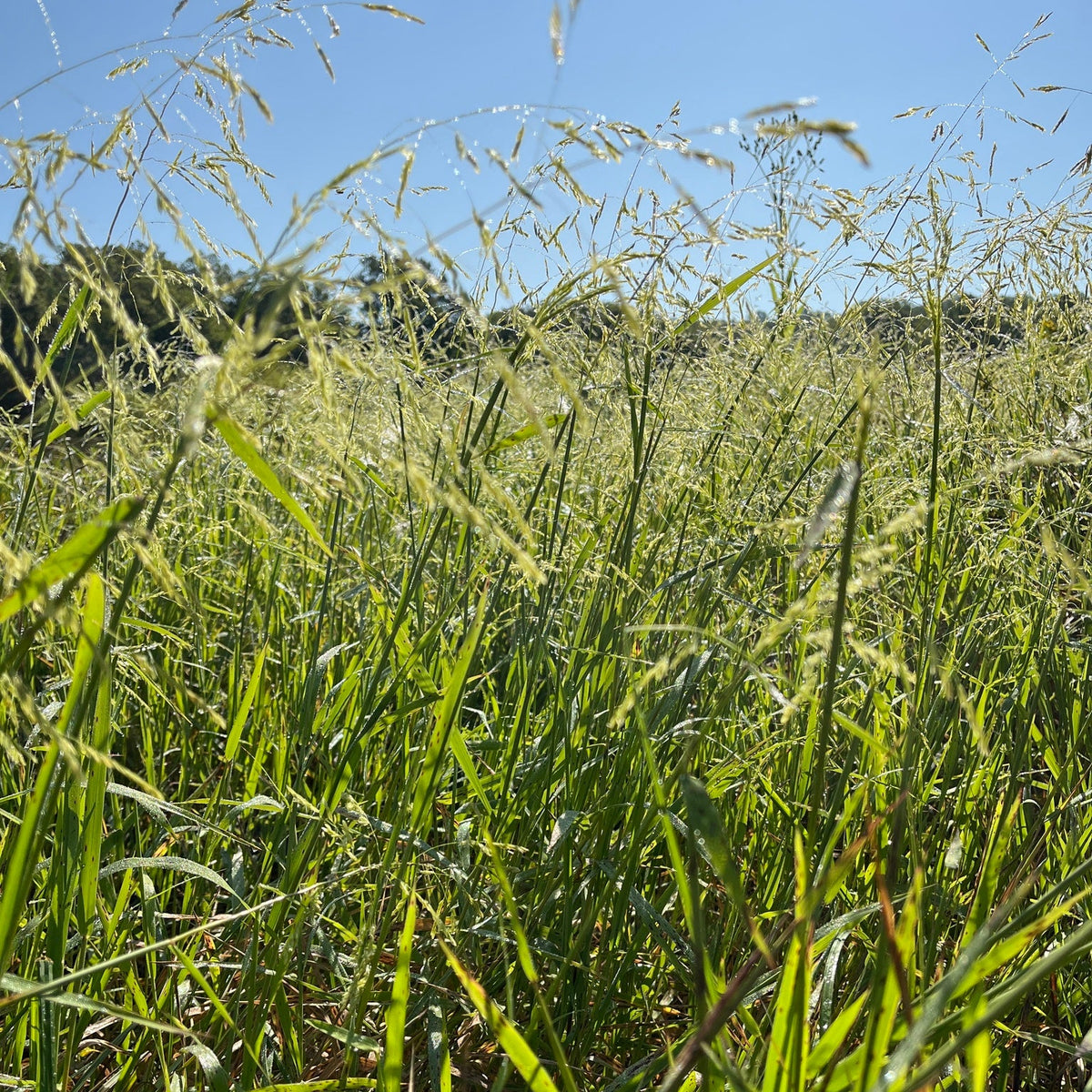 Leersia oryzoides (Rice Cutgrass)