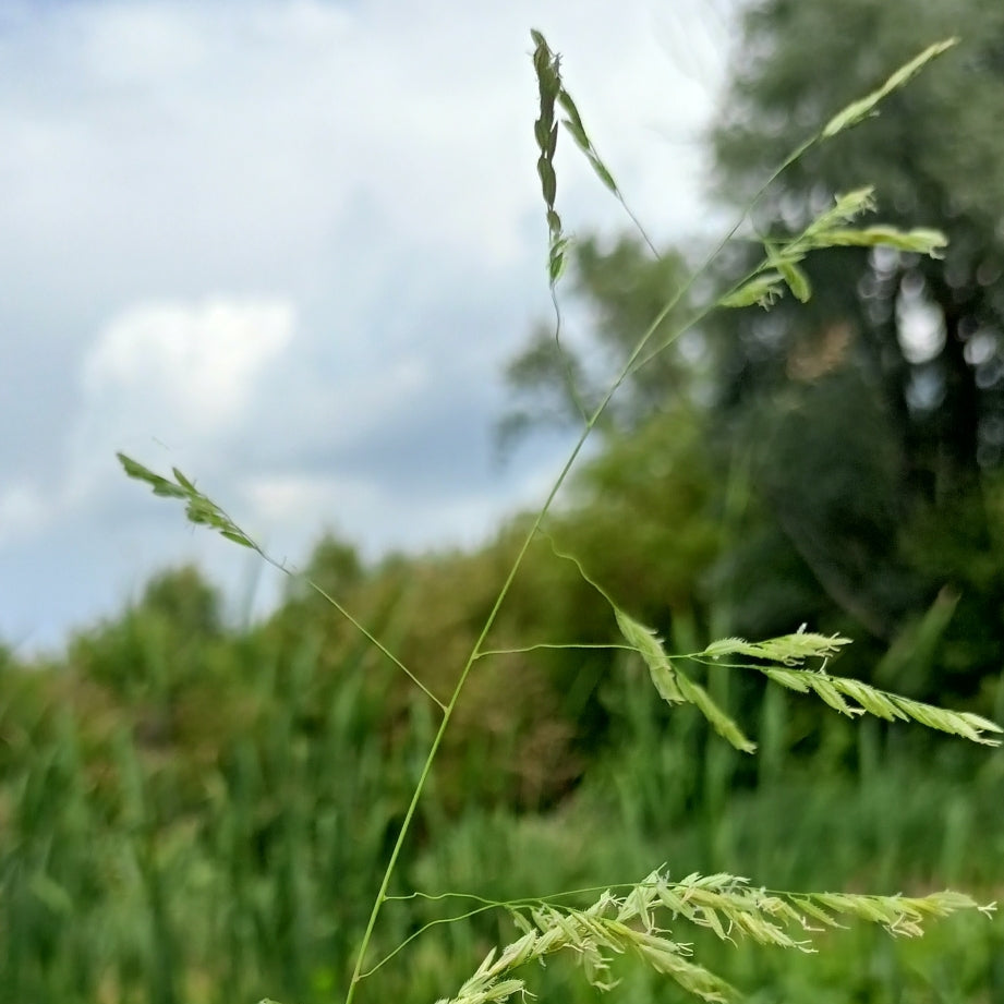 Leersia oryzoides (Rice Cutgrass)