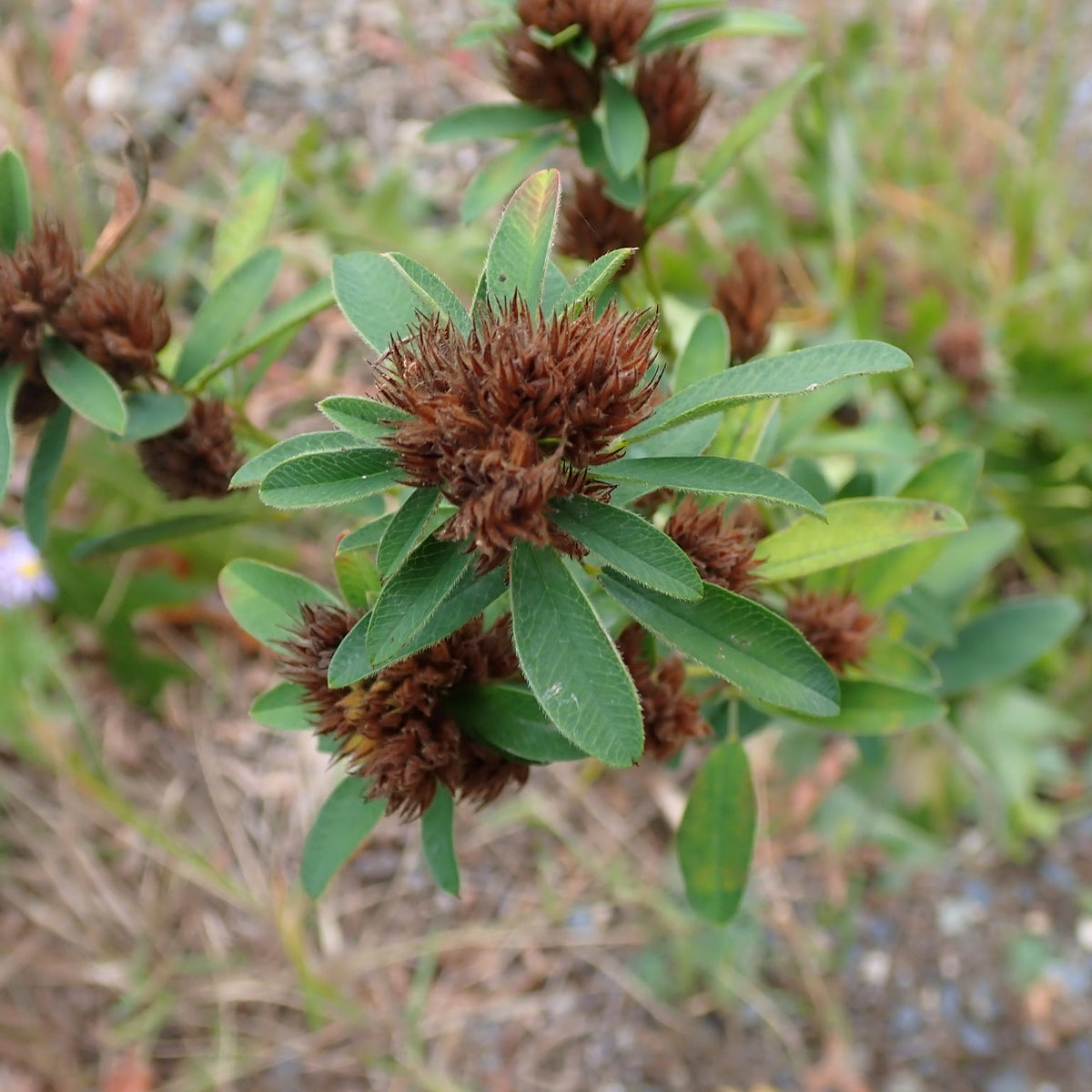 Lespedeza capitata (Round-Headed Bush Clover)