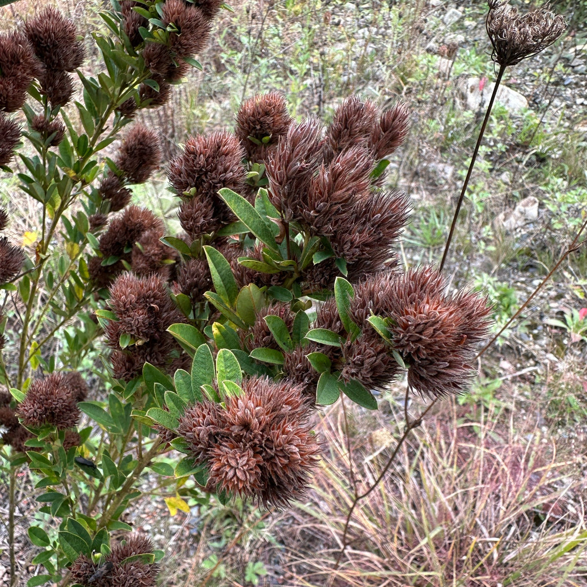 Lespedeza capitata (Round-Headed Bush Clover)