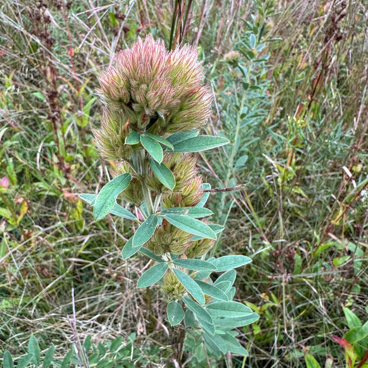 Lespedeza capitata (Round-Headed Bush Clover)