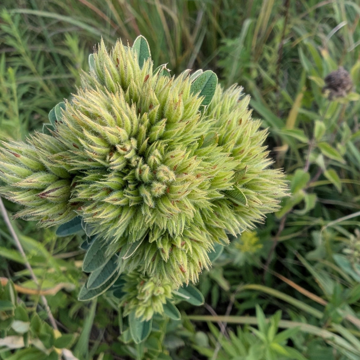 Lespedeza capitata (Round-Headed Bush Clover)