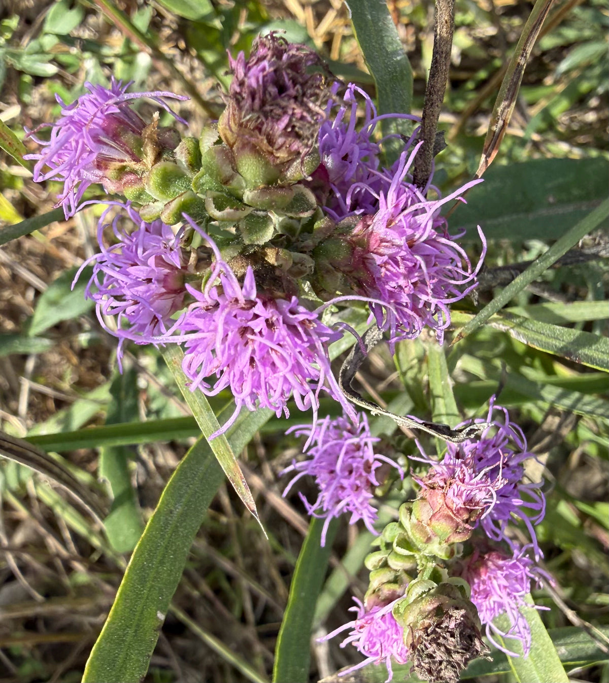 Liatris aspera (Rough Blazing Star)