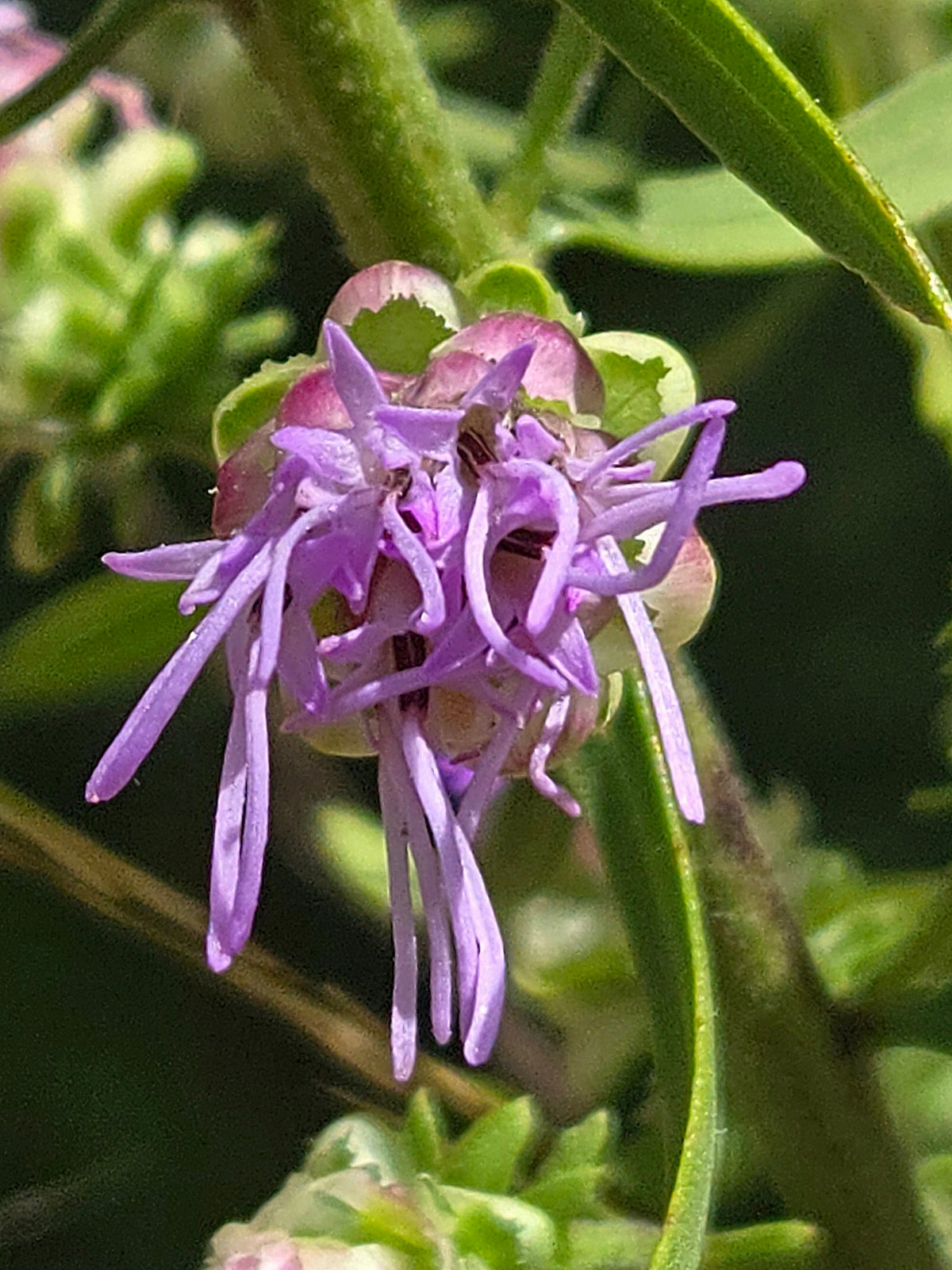 Liatris aspera (Rough Blazing Star)