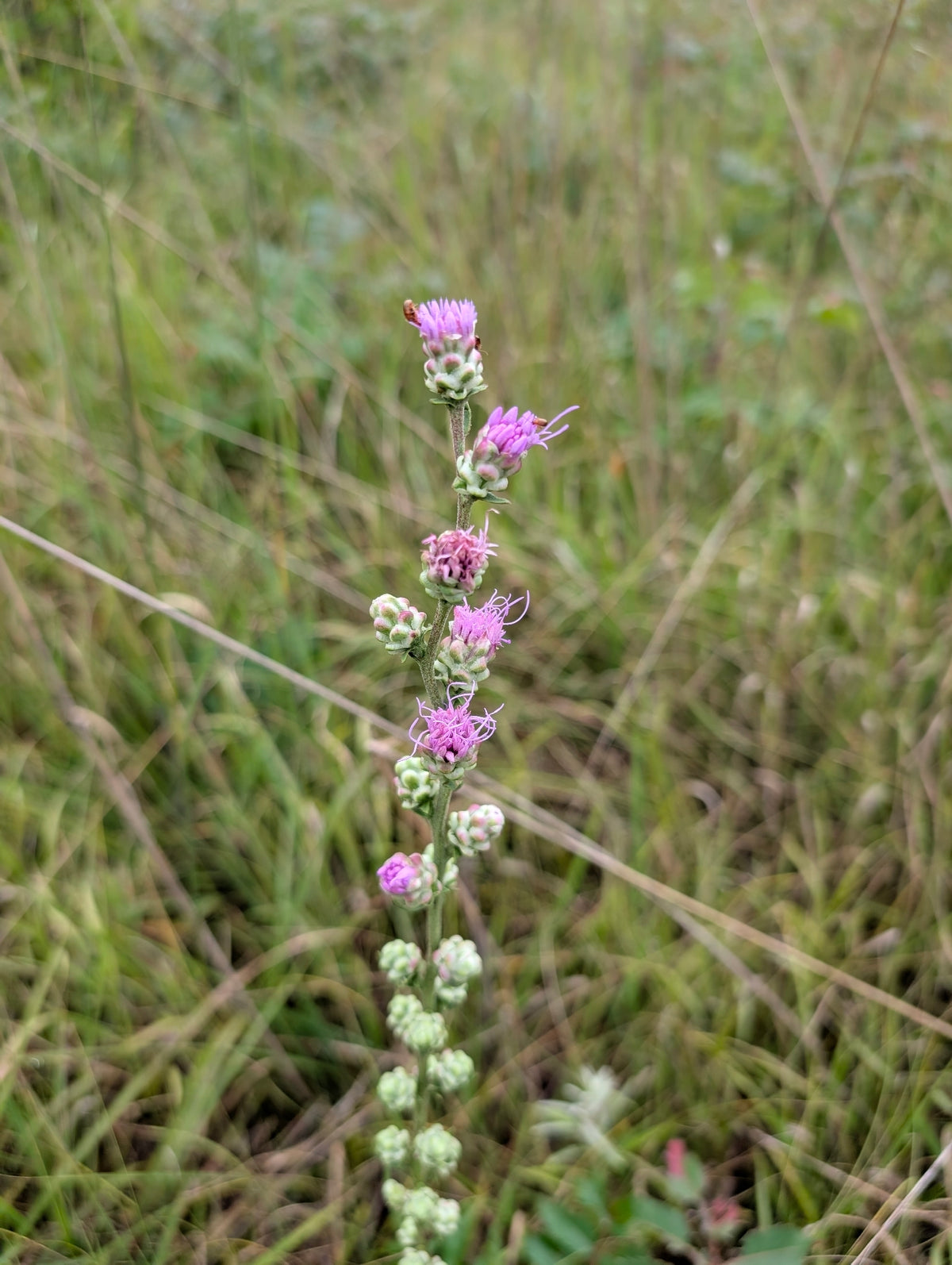 Liatris aspera (Rough Blazing Star)