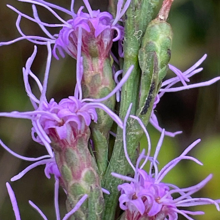 Liatris pilosa (Grass-Leaf Blazing Star)