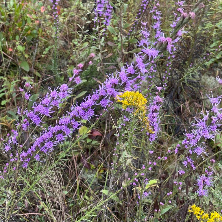 Liatris pilosa (Grass-Leaf Blazing Star)