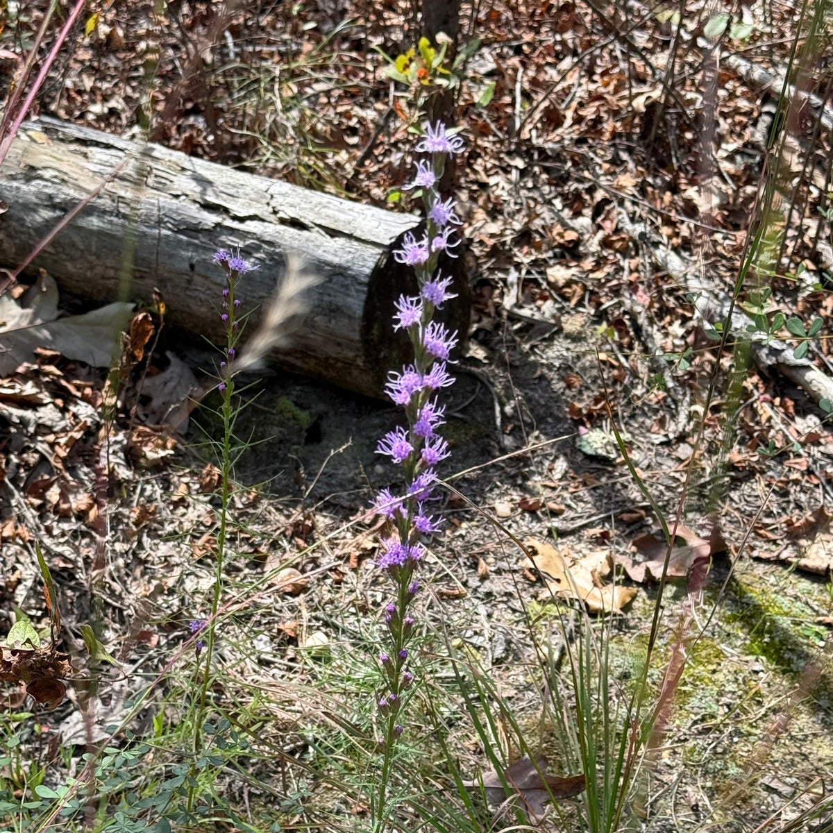Liatris pilosa (Grass-Leaf Blazing Star)