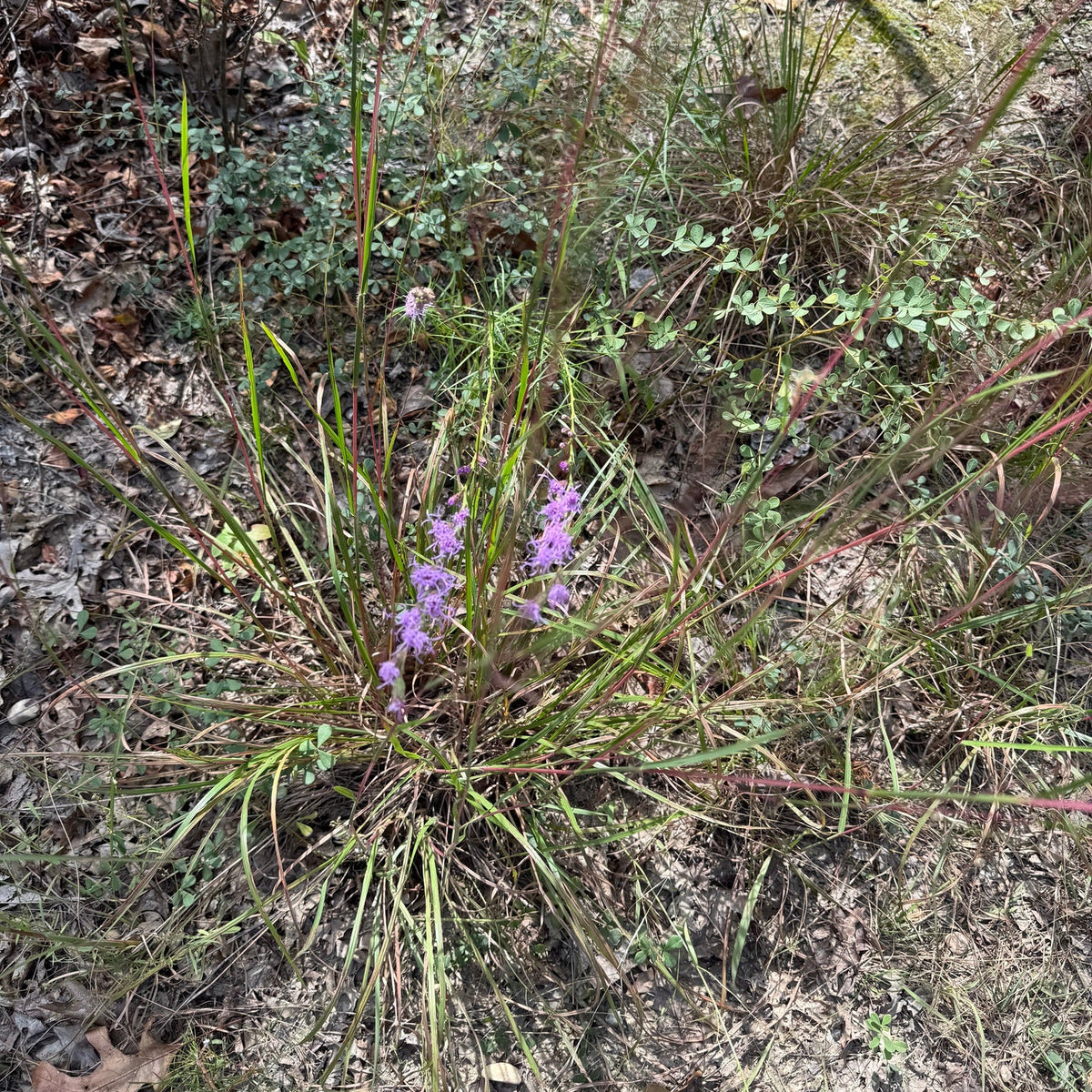 Liatris pilosa (Grass-Leaf Blazing Star)
