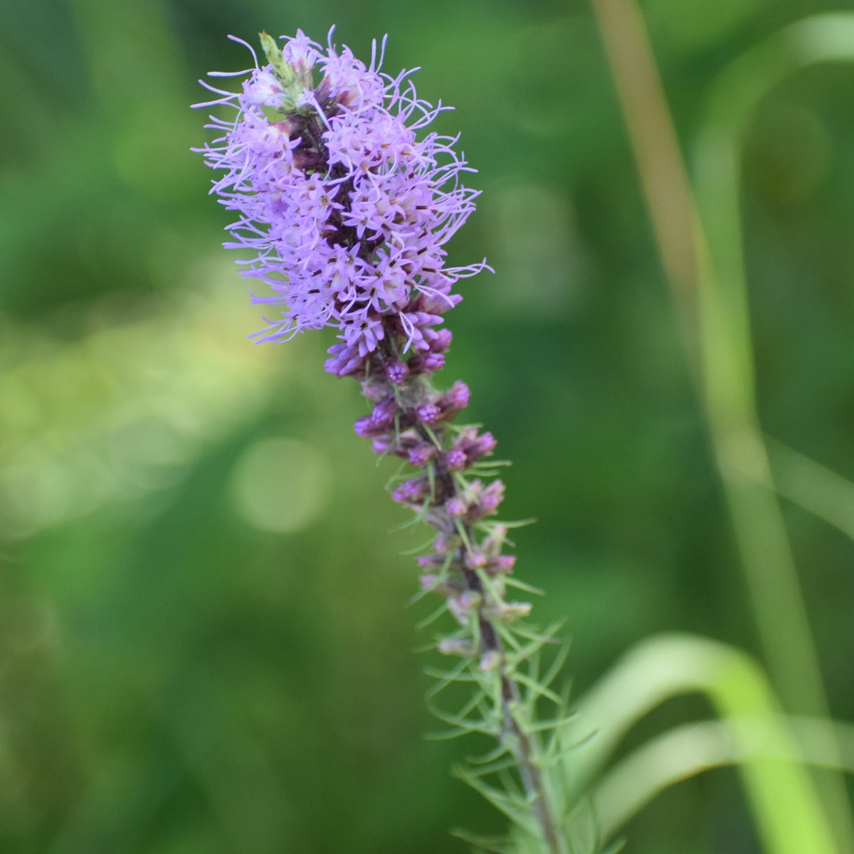 Liatris pycnostachya (Prairie Blazing Star)