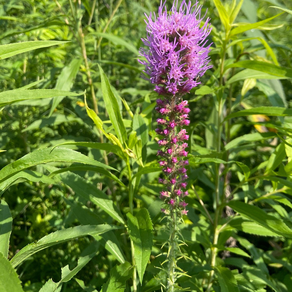 Liatris pycnostachya (Prairie Blazing Star)
