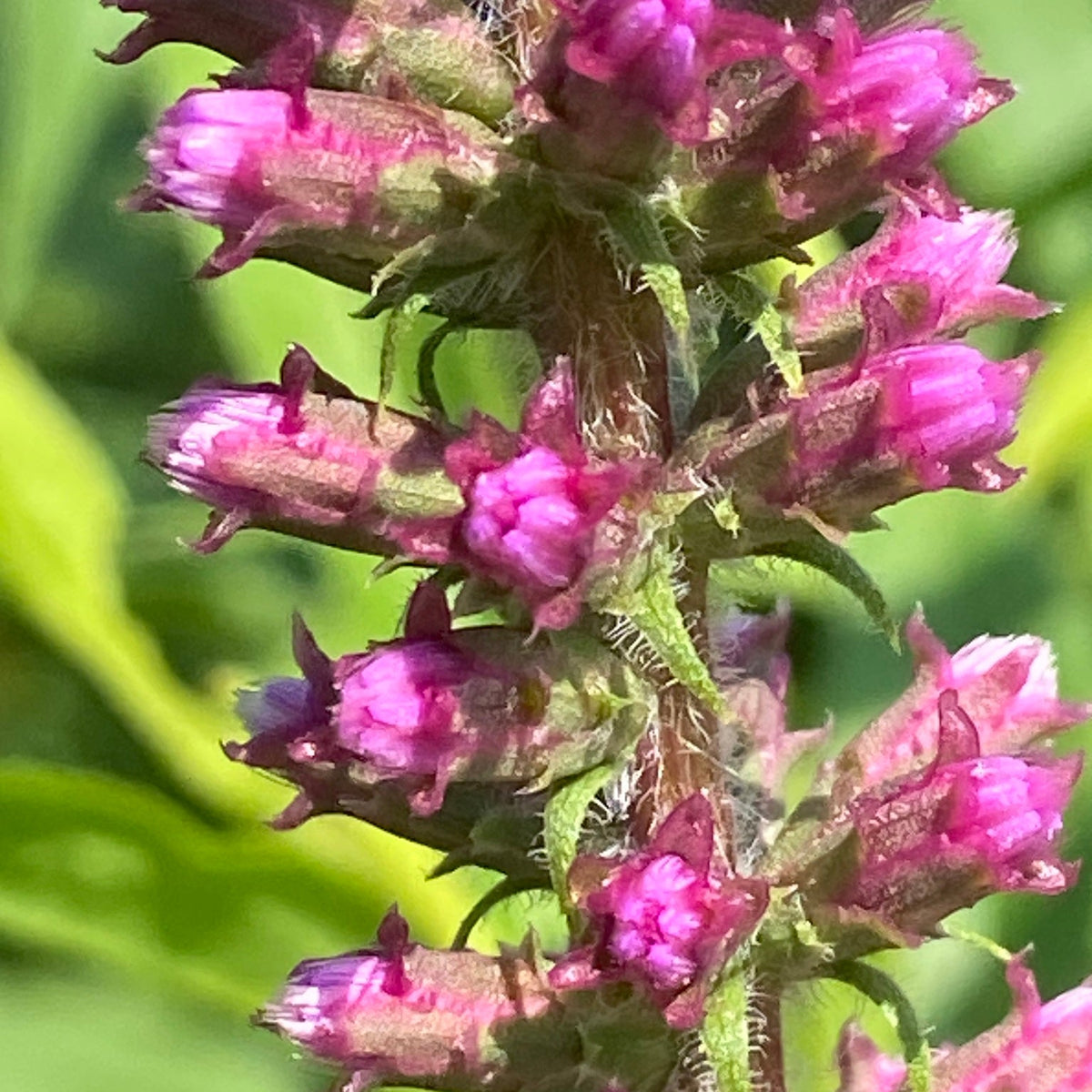 Liatris pycnostachya (Prairie Blazing Star)