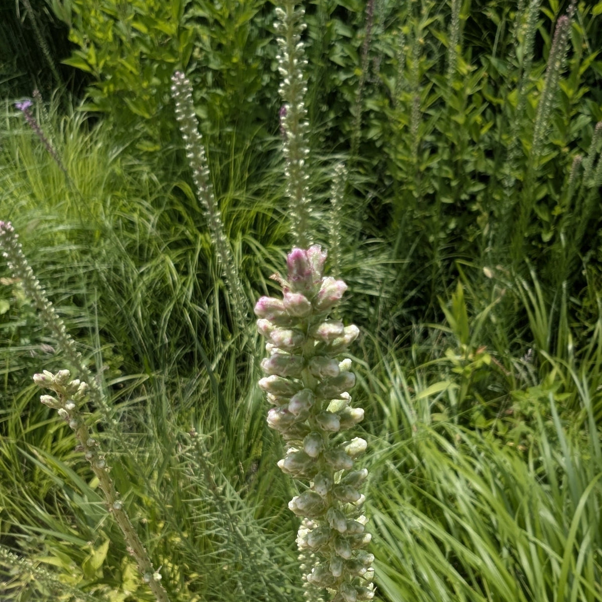Liatris pycnostachya (Prairie Blazing Star)