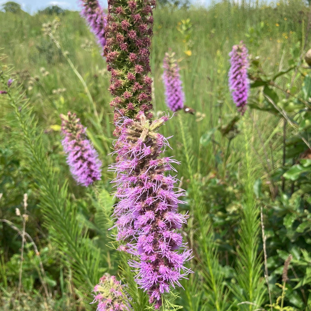 Liatris pycnostachya (Prairie Blazing Star)