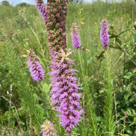 Liatris pycnostachya (Prairie Blazing Star)