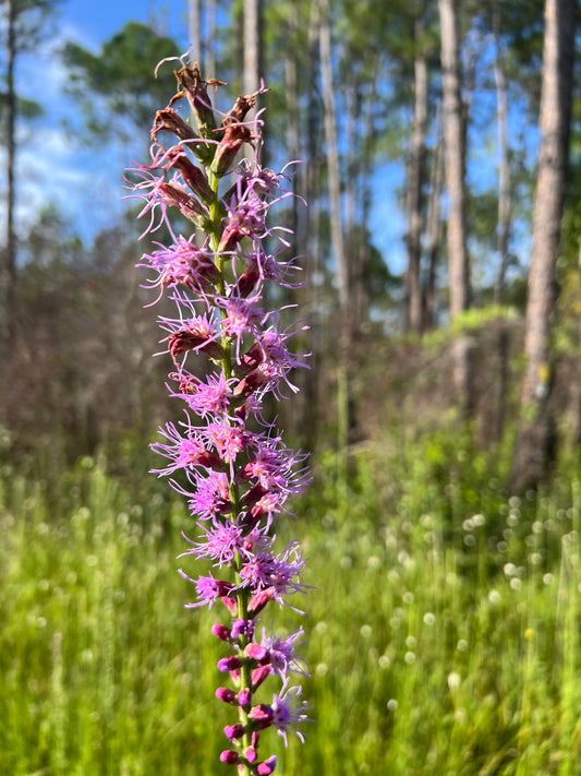 Liatris spicata resinosa (Bog Blazing Star)