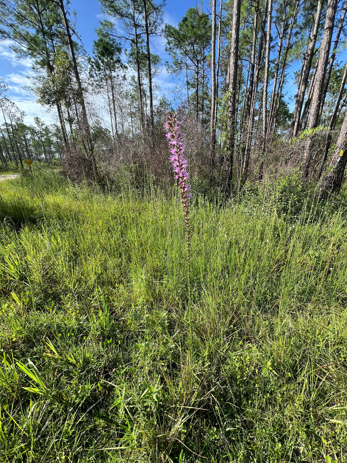 Liatris spicata resinosa (Bog Blazing Star)