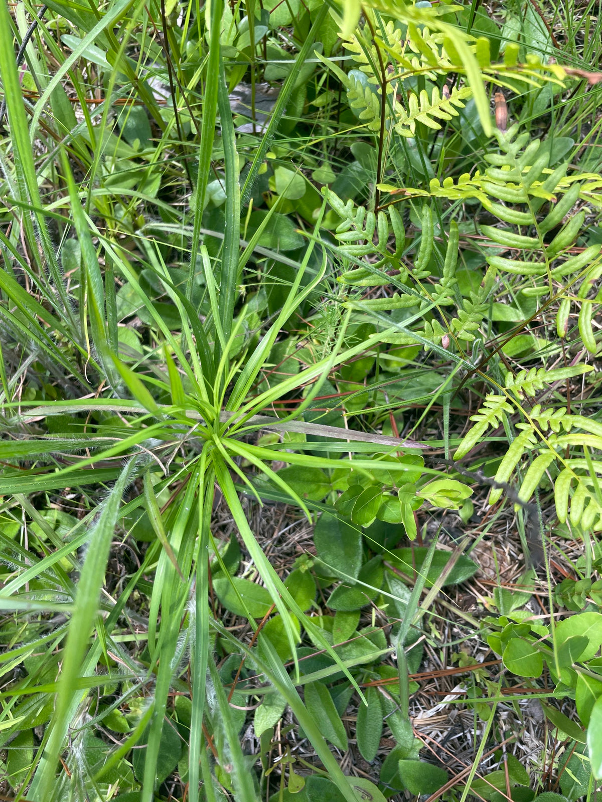 Liatris spicata resinosa (Bog Blazing Star)