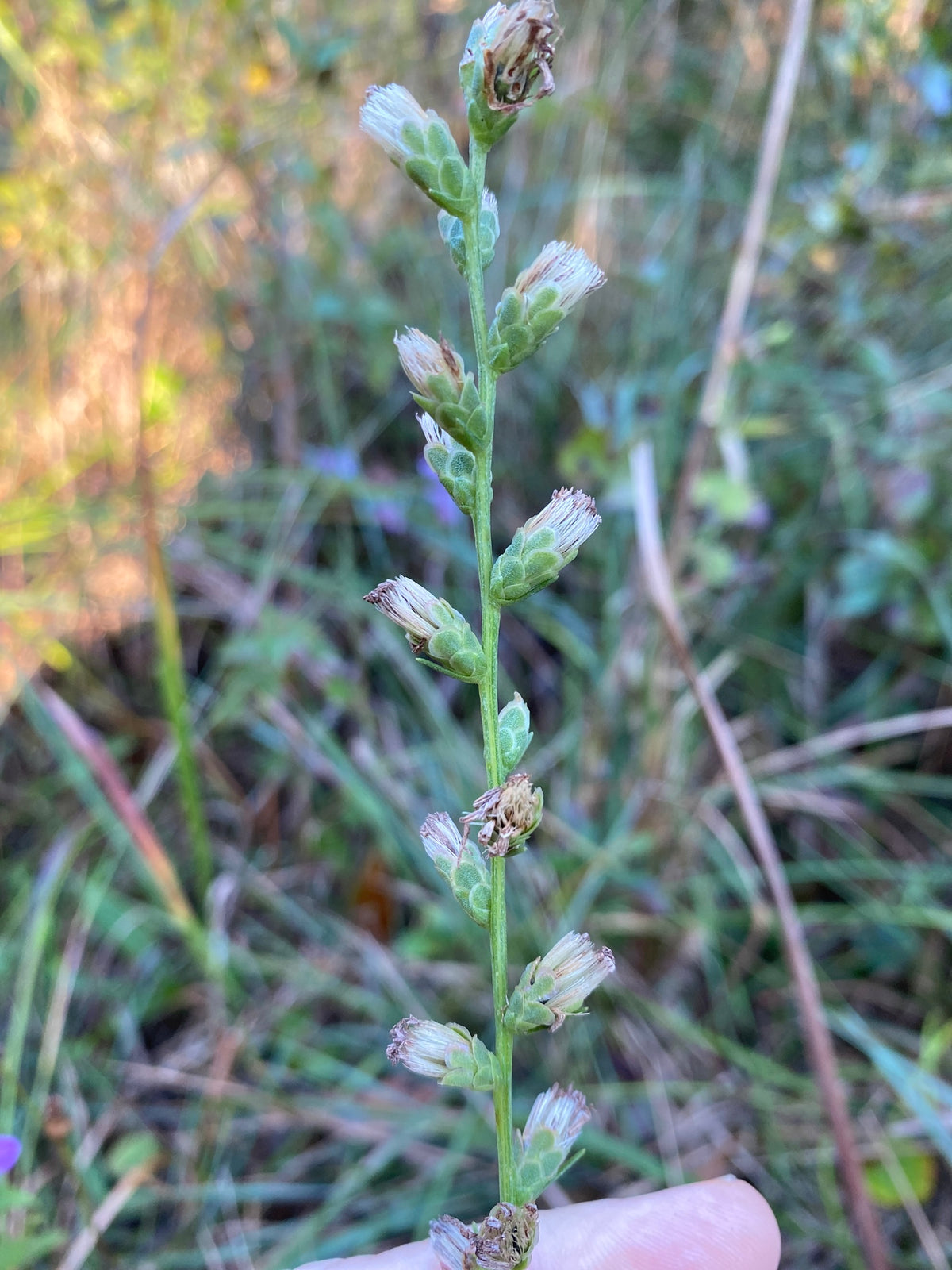Liatris spicata resinosa (Bog Blazing Star)