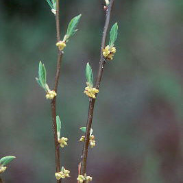 Lindera benzoin (Spicebush)
