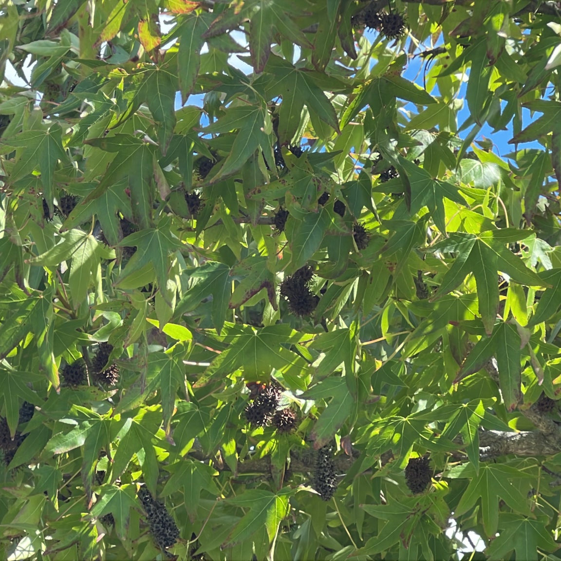 Liquidambar styraciflua (Sweetgum)