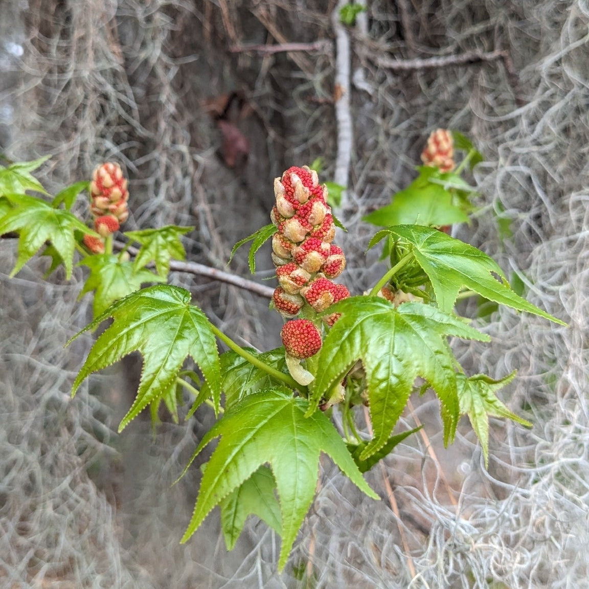 Liquidambar styraciflua (Sweetgum)